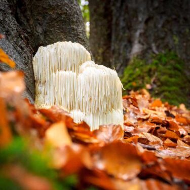 Headaches: Essential Oils for Natural Headache Relief