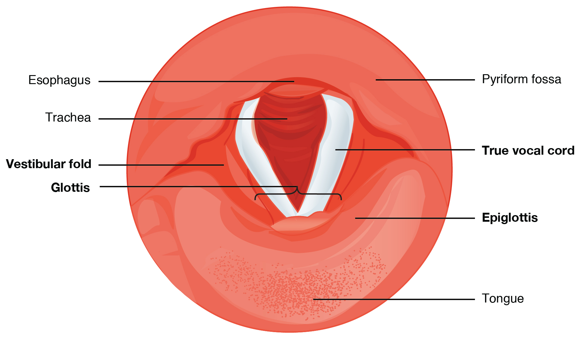 Understanding the Different Types of Voice Disorders and Their Treatment Options